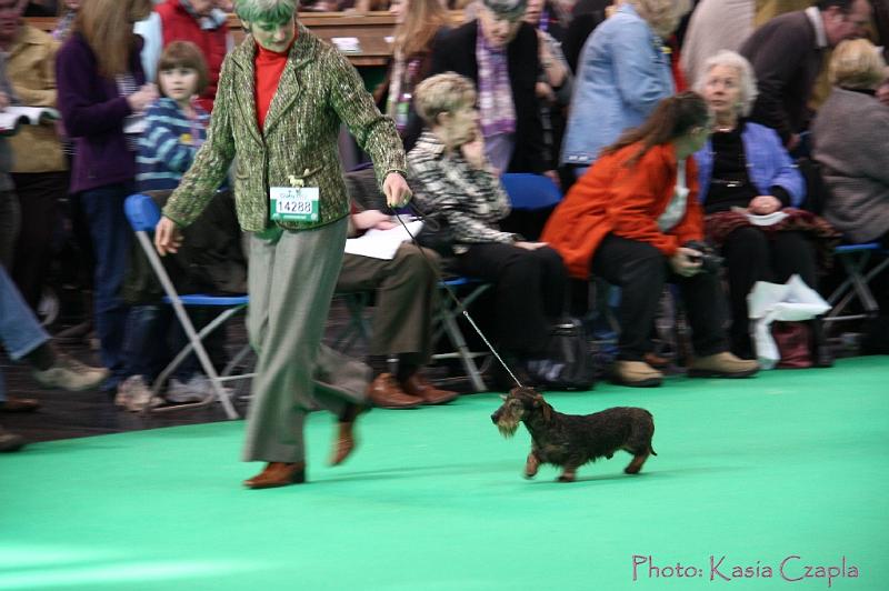 Crufts2011_2 784.jpg